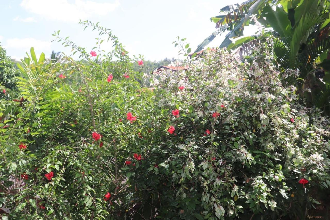 Old Chilli House Apartment อูนาวาตูนา ภายนอก รูปภาพ
